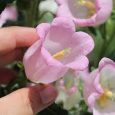 Image result for Marienglockenblumen