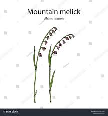 Attēlu rezultāti vaicājumam “Melica nutans leaf”