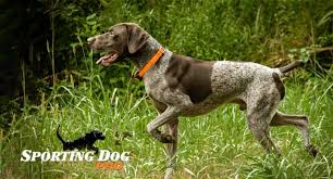 Image result for Pointers