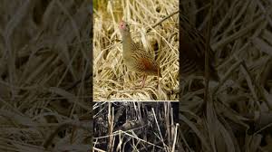 Attēlu rezultāti vaicājumam “Crex crex eggs”