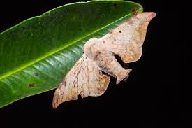 Attēlu rezultāti vaicājumam “Endromidae”