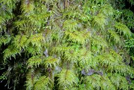 Attēlu rezultāti vaicājumam “Hylocomium splendens”
