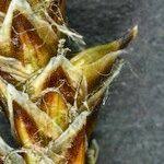 Attēlu rezultāti vaicājumam “Carex dioica fruit”