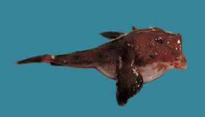 Image result for Lophius americanus