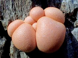 Attēlu rezultāti vaicājumam “Lycogala cf. oleocrystalliferum spores”