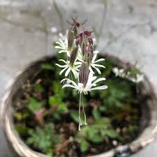 Attēlu rezultāti vaicājumam “Silene tatarica bud”