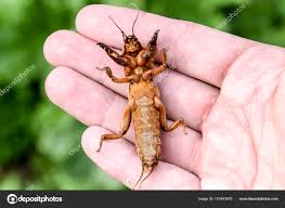 Attēlu rezultāti vaicājumam “Gryllotalpa gryllotalpa”