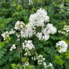 Attēlu rezultāti vaicājumam “Thalictrum aquilegifolium”