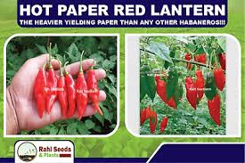 Afbeeldingsresultaat voor paper lantern hot pepper