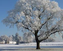 Image result for Dunstall Cricket Club