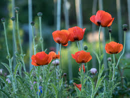 Attēlu rezultāti vaicājumam “Papaver orientale  flower”