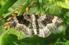 Attēlu rezultāti vaicājumam “Epirrhoe alternata”