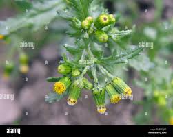 Attēlu rezultāti vaicājumam “Senecio vulgaris”