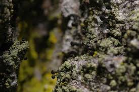 Attēlu rezultāti vaicājumam “Calicium salicinum”