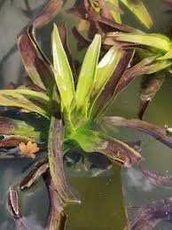 Attēlu rezultāti vaicājumam “Stratiotes aloides”