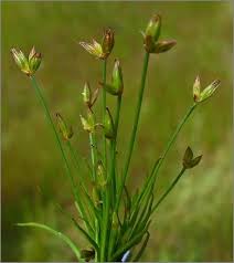 Attēlu rezultāti vaicājumam “Juncus bufonius bud”