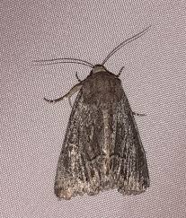 Attēlu rezultāti vaicājumam “Thalpophila matura”