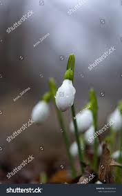 Attēlu rezultāti vaicājumam “Galanthus nivalis bud”