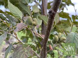 Attēlu rezultāti vaicājumam “Alnus”