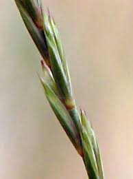 Attēlu rezultāti vaicājumam “Elytrigia repens subsp. arenosa”