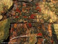 Attēlu rezultāti vaicājumam “Neonectria fuckeliana”