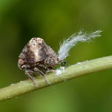 Attēlu rezultāti vaicājumam “Comatricha alta stalked”