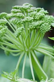 Image result for Angelica archangelica