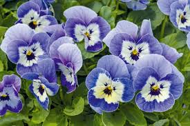 Image result for Viola cornuta