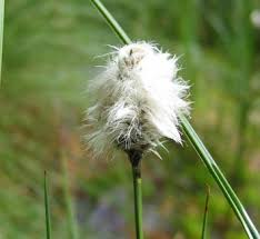 Attēlu rezultāti vaicājumam “Eriophorum latifolium flower”