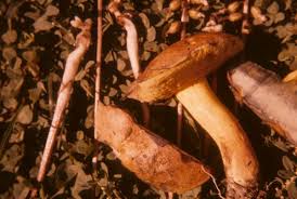 Attēlu rezultāti vaicājumam “Boletus luridus”