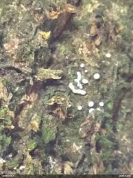 Attēlu rezultāti vaicājumam “Badhamiopsis macrospora”