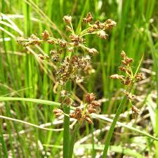 Attēlu rezultāti vaicājumam “Schoenoplectus lacustris subsp. glaucus bud”
