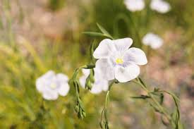Attēlu rezultāti vaicājumam “Linum usitatissimum flower”