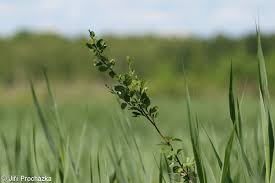 Attēlu rezultāti vaicājumam “Betula humilis fruit”