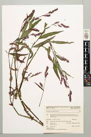 Attēlu rezultāti vaicājumam “Persicaria maculosa”