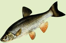 Image result for Squalius cephalus cavedanus