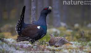 Attēlu rezultāti vaicājumam “Tetrao urogallus male”