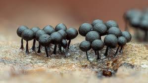 Attēlu rezultāti vaicājumam “Lamproderma violaceum”