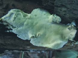 Attēlu rezultāti vaicājumam “Cinereomyces lindbladii”