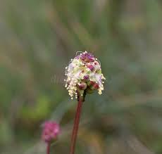 Attēlu rezultāti vaicājumam “Poterium sanguisorba flower”