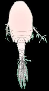 Attēlu rezultāti vaicājumam “Copepoda”