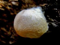 Attēlu rezultāti vaicājumam “Reticularia lycoperdon”