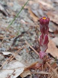 Attēlu rezultāti vaicājumam “Tussilago farfara bud”