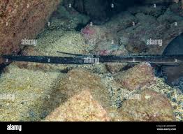 Image result for Bathytoshia centroura