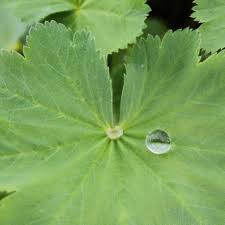 Attēlu rezultāti vaicājumam “Alchemilla vulgaris aggr. leaf”