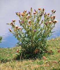 Attēlu rezultāti vaicājumam “Cirsium vulgare flower”