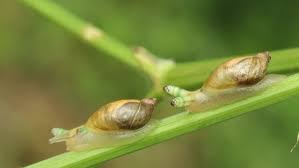 Attēlu rezultāti vaicājumam “Leucochloridium paradoxum”