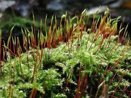 Attēlu rezultāti vaicājumam “Eurhynchium striatum”