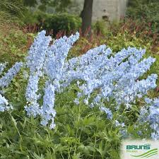 Attēlu rezultāti vaicājumam “Delphinium elatum  fruit”