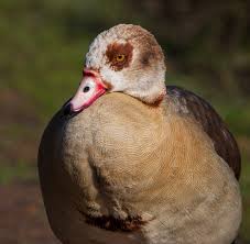 Attēlu rezultāti vaicājumam “Anas crecca male”